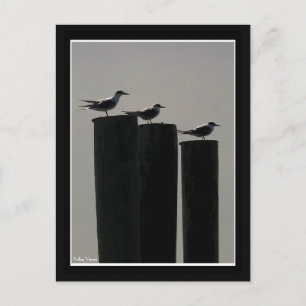 Gulls Parked Postcard