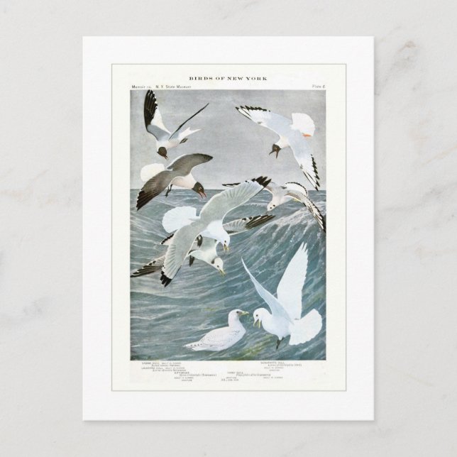 Gulls Postcard (Front)