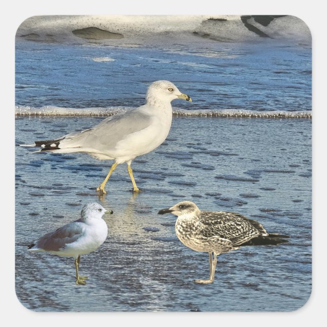 Gulls Square Sticker (Front)