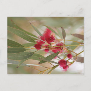 Gum Blossoms Postcard