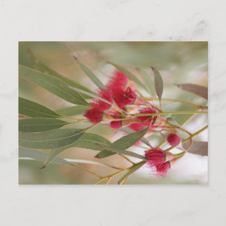 Gum Blossoms Postcard