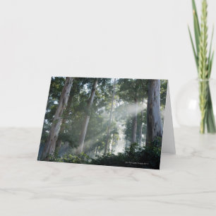 Gum trees (Eucalyptus) in rain forest Tokai Card
