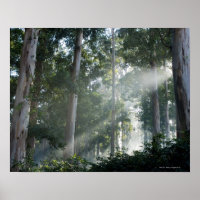 Gum trees (Eucalyptus) in rain forest Tokai