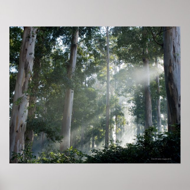 Gum trees (Eucalyptus) in rain forest Tokai Poster (Front)