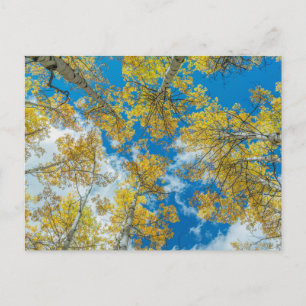 Gunnison National Forest Colorado Postcard