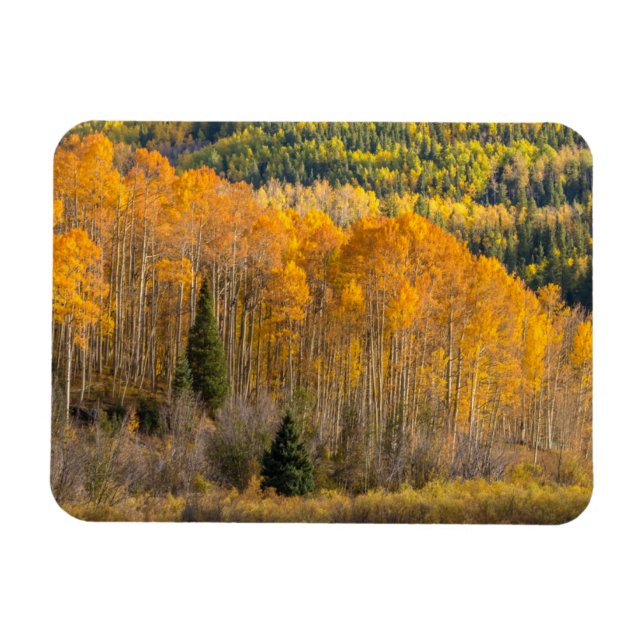 Gunnison National Forest Magnet (Horizontal)