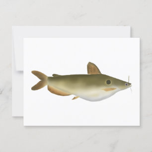 Günther's Catfish Postcard