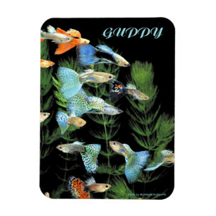 Guppies Magnet