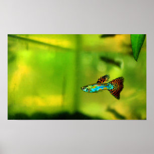 Guppy Fish Poster 1