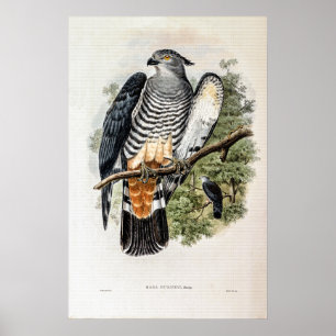 Gurney’s Cuckoo-Falcon by John Gould Poster