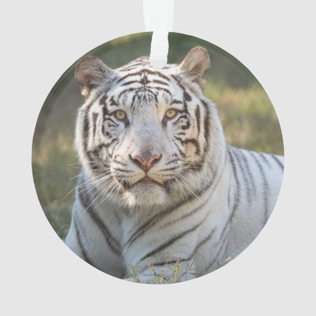 Gus - ornament (Back)