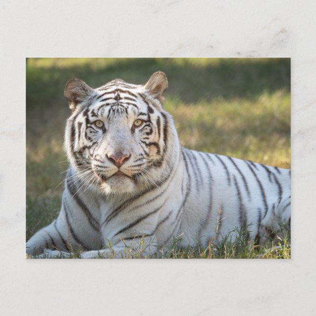 Gus - postcard (Front)