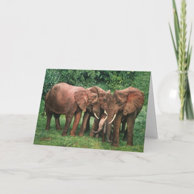 Guy Combes Wildlife Art Greeting Cards (Front)