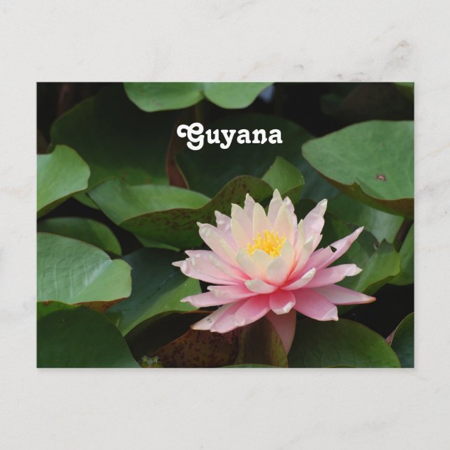 Guyana Water Lily Postcard (Front)