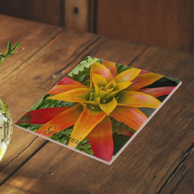 Guzmania Bromeliad Plant Floral Ceramic Tile (In Situ)