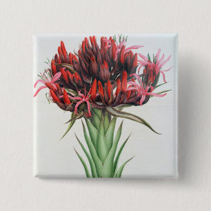 Gymea Lily, 1826 (w/c on paper) 15 Cm Square Badge