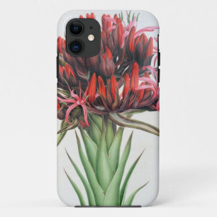 Gymea Lily, 1826 (w/c on paper) iPhone 11 Case