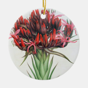 Gymea Lily, 1826 (w/c on paper) Ceramic Ornament