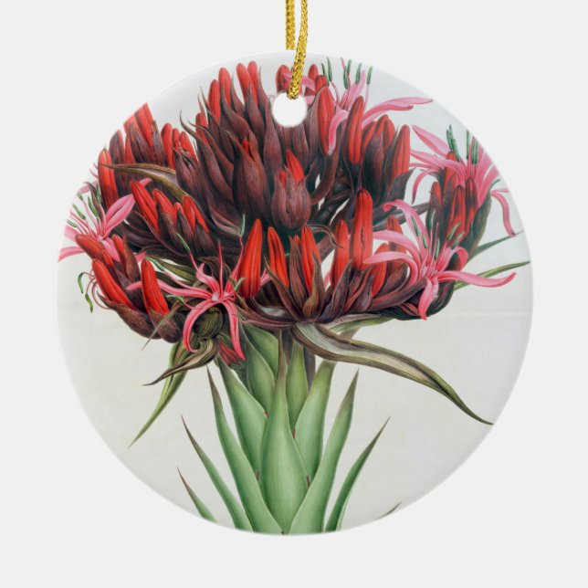 Gymea Lily, 1826 (w/c on paper) Ceramic Ornament (Front)