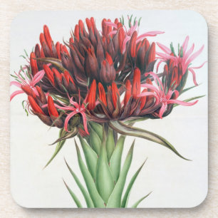 Gymea Lily, 1826 (w/c on paper) Coaster