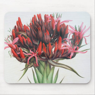 Gymea Lily, 1826 (w/c on paper) Mouse Pad