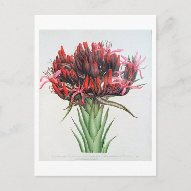 Gymea Lily, 1826 (w/c on paper) Postcard (Front)