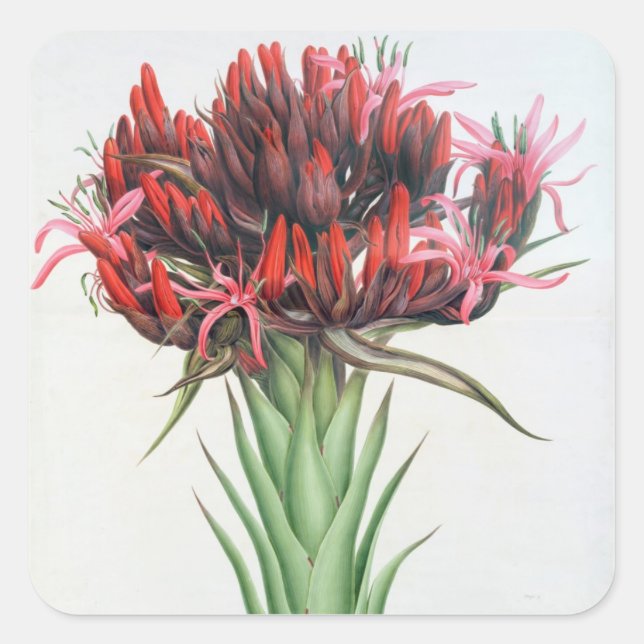 Gymea Lily, 1826 (w/c on paper) Square Sticker (Front)