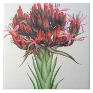 Gymea Lily, 1826 (w/c on paper) Tile