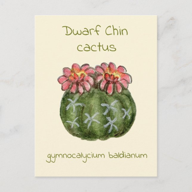 Gymnocalycium Baldianum cactus postcard (Front)