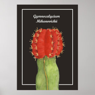 Gymnocalycium Cactus Poster