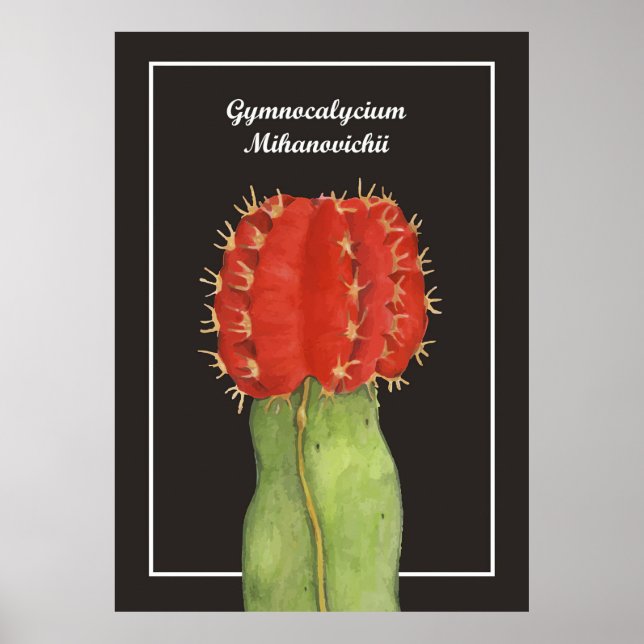 Gymnocalycium Cactus Poster (Front)