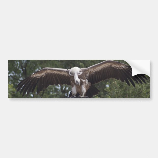 Gyps fulvus bumper sticker (Front)
