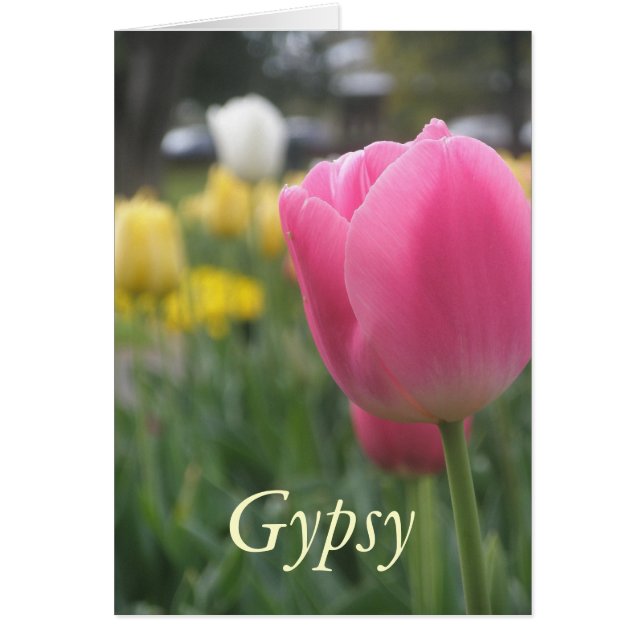 Gypsy (Front)