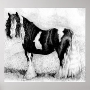 Gypsy Cob Horse Portrait Poster
