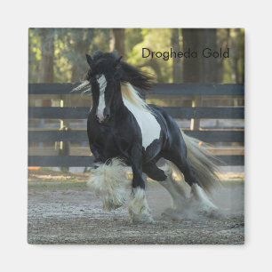 Gypsy Gold Gypsy Vanner Drogheda Gold magnet