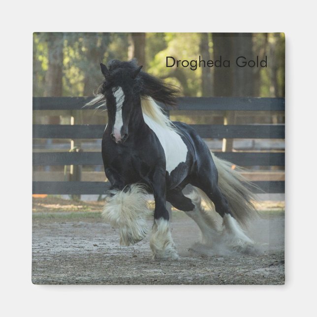 Gypsy Gold Gypsy Vanner Drogheda Gold magnet (Front)