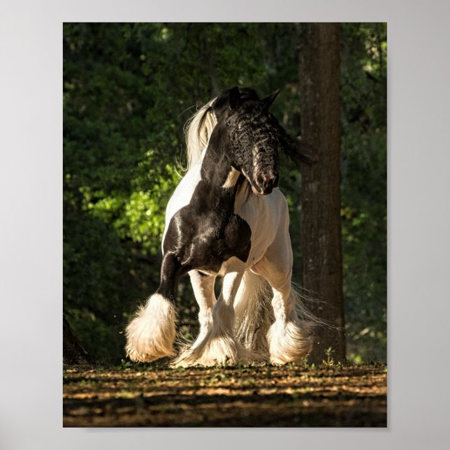 Gypsy Gold Gypsy Vanner King William poster (Front)