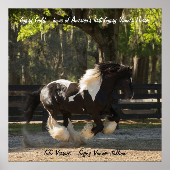 Gypsy Gold Gypsy Vanner stallion poster (Front)