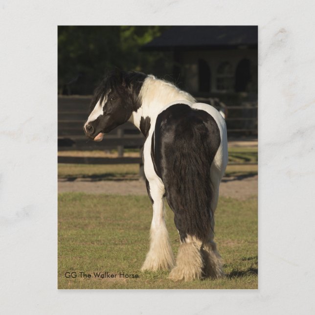 Gypsy Gold Gypsy Vanner The Walker Horse postcard (Front)