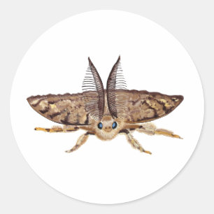 Gypsy moth, Lymantria dispar dispar, flying Classic Round Sticker