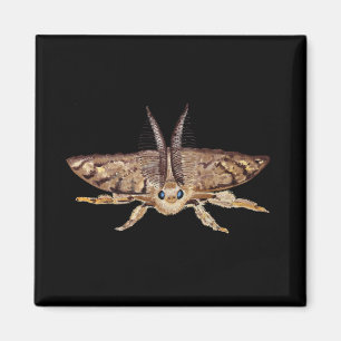 Gypsy moth, Lymantria dispar dispar Zoological  Magnet