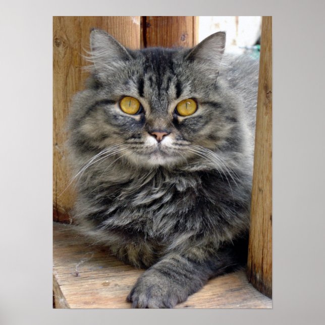 Gypsy Poster (Front)