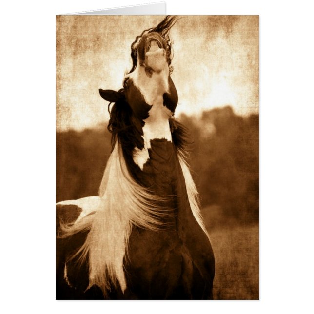 Gypsy Vanner (Front)