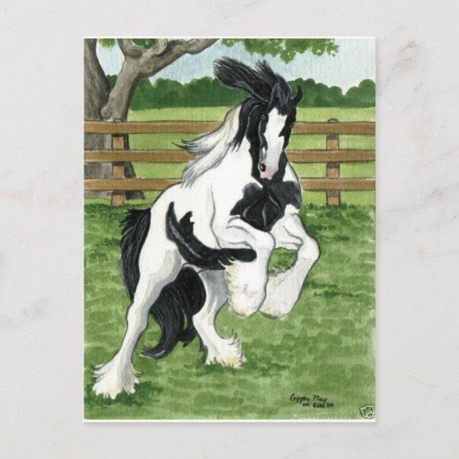 Gypsy Vanner at play Horse Art Postcard (Front)