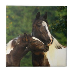 Gypsy Vanner Ceramic Tile