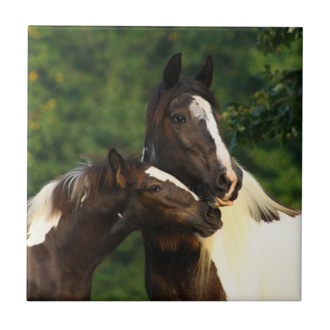 Gypsy Vanner Ceramic Tile (Front)