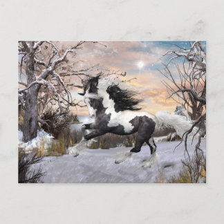 Gypsy Vanner Horse Post Card