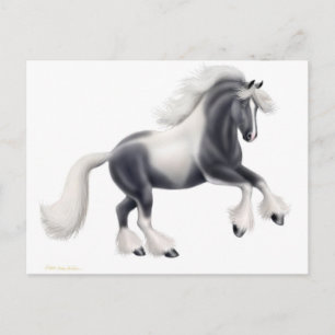 Gypsy Vanner Horse Postcard