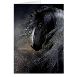 Gypsy Vanner Portrait