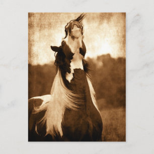 Gypsy Vanner Postcard